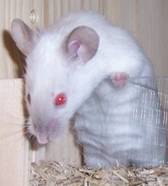 siamese_blue_point_astromaus01.jpg siamese_blue_point_astromaus01.jpg