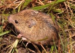 waldbirkenmaus.jpg waldbirkenmaus.jpg