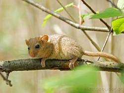 haselmaus.jpg haselmaus.jpg