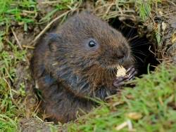 schermaus.jpg schermaus.jpg