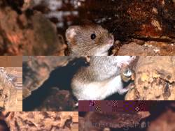 roetelmaus1.jpg roetelmaus1.jpg