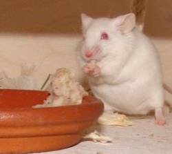 Bino beim Breifressen Bino beim Breifressen