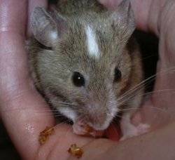 Lilly beim Mehlwurm fressen Lilly beim Mehlwurm fressen