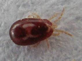 Rote Vogelmilbe Rote Vogelmilbe