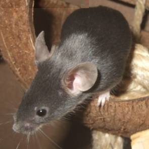 blue_klein.jpg blue_klein.jpg