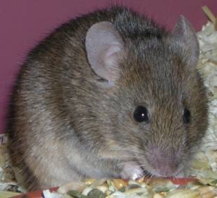 agouti3_beauty.jpg agouti3_beauty.jpg