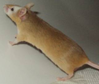 red-schecke01_lila.jpg red-schecke01_lila.jpg