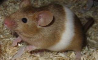 banded_wiebke.jpg banded_wiebke.jpg