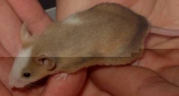 red-schecke02_lila.jpg red-schecke02_lila.jpg