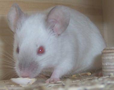 siamese_blue_point_astromaus02.jpg siamese_blue_point_astromaus02.jpg