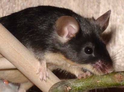 black_tan_kathrin.jpg black_tan_kathrin.jpg