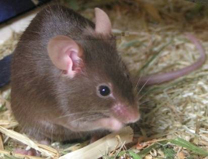 schoko2_biesraluna.jpg schoko2_biesraluna.jpg