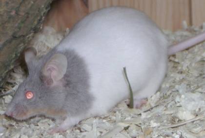 dove_rumpwhite_beauty.jpg dove_rumpwhite_beauty.jpg