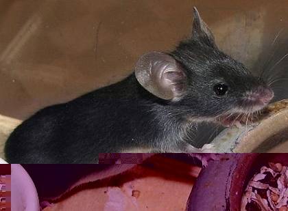 black_fox_ungehorsam.jpg black_fox_ungehorsam.jpg