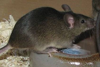 agouti_dunkel_ungehorsam.jpg agouti_dunkel_ungehorsam.jpg