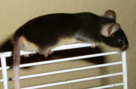 black_tan_pomm.jpg black_tan_pomm.jpg