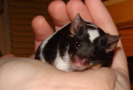 Maus mit Schiefkopf Maus mit Schiefkopf