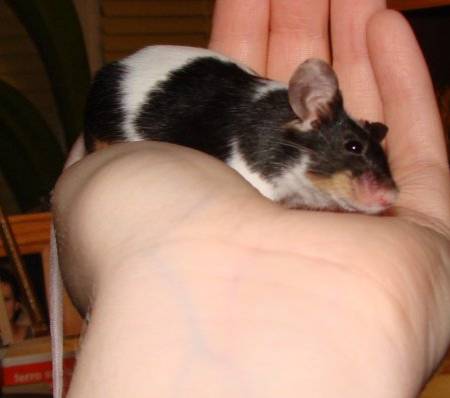 Mittelohrentzündung bei Milka Mittelohrentzündung bei Milka