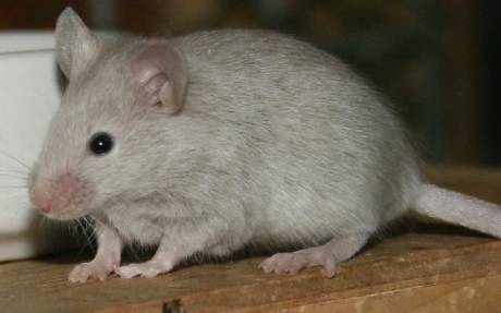 silver_agouti_astromaus.jpg silver_agouti_astromaus.jpg