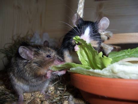 Salatorgie Salatorgie