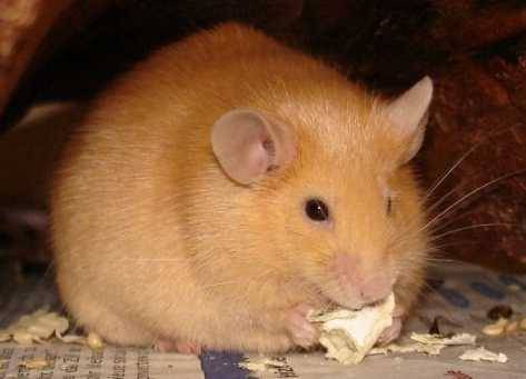 rot02_bat.jpg rot02_bat.jpg