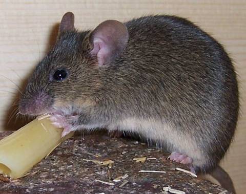 agouti_tan_astromaus.jpg agouti_tan_astromaus.jpg