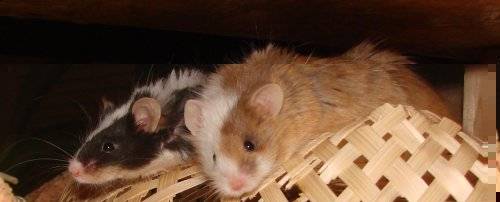 Mäuse beim Schlafen Mäuse beim Schlafen
