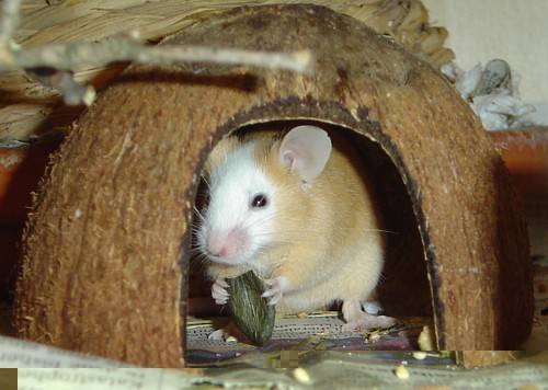 Maus beim Fressen von Kürbiskern Maus beim Fressen von Kürbiskern