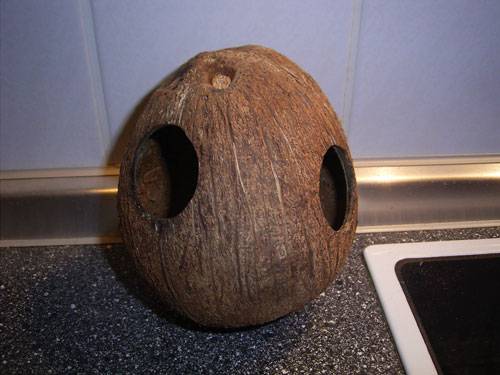 kokosnuss....jpg kokosnuss....jpg