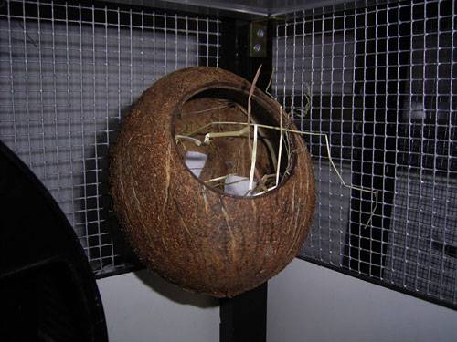 kokosnuss.jpg kokosnuss.jpg