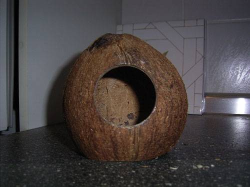 kokosnuss...jpg kokosnuss...jpg