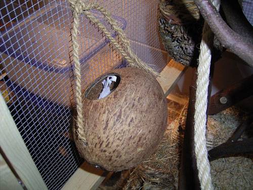 Kokosnussnest Kokosnussnest