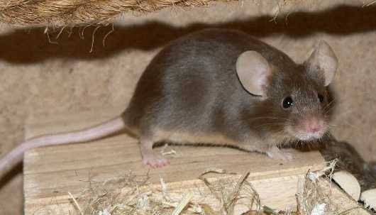 schoko_tan_avinja.jpg schoko_tan_avinja.jpg