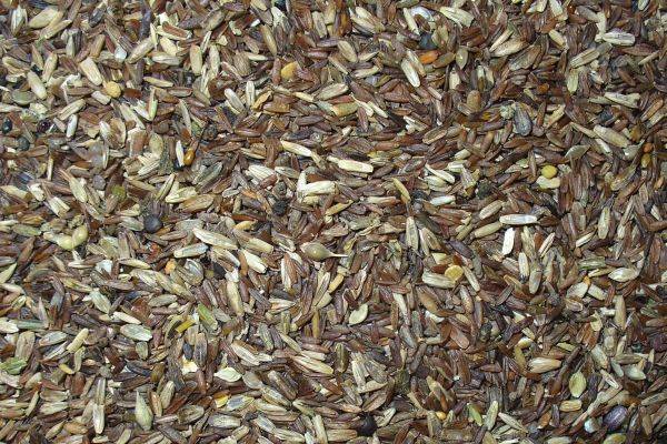 Wild-und Kräutersamen Wild-und Kräutersamen