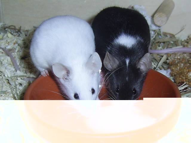 Mäuse beim Nutri-fressen Mäuse beim Nutri-fressen