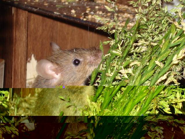 Maus beim Fressen von Gräsern Maus beim Fressen von Gräsern