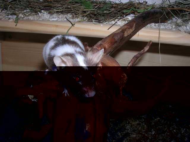 Maus auf Mangrovenwurzel Maus auf Mangrovenwurzel