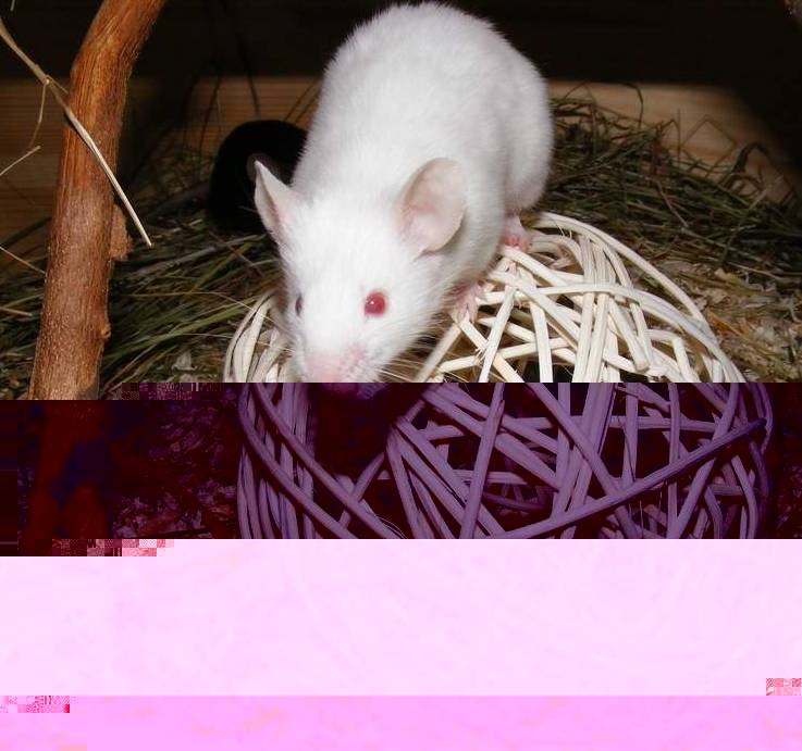 Weidenkugel, unbehandelt Weidenkugel, unbehandelt