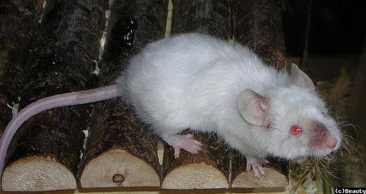 Lockenmaus Lockenmaus