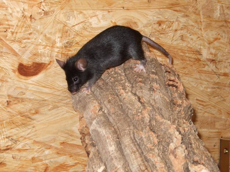 "Motte" auf einem Korkstamm "Motte" auf einem Korkstamm