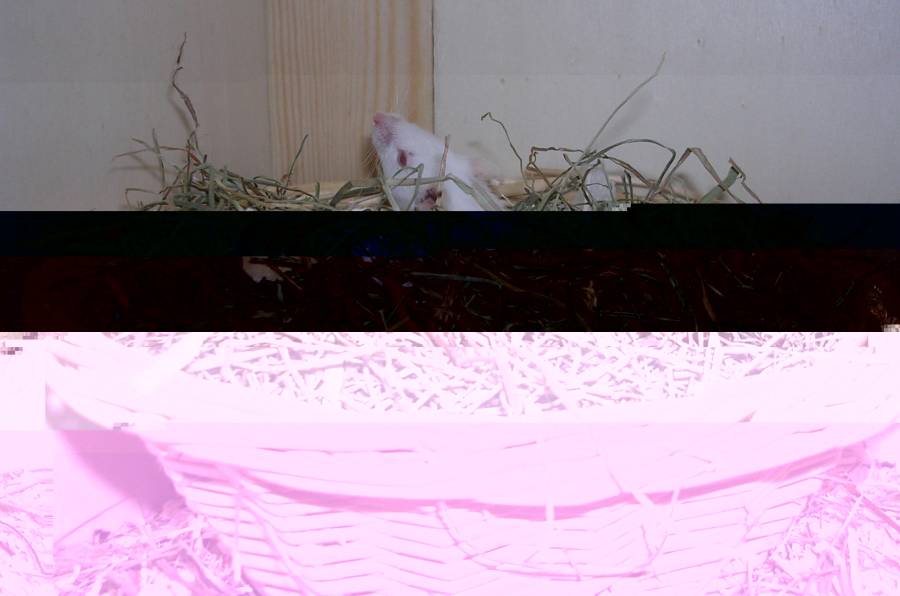 Maus in Heukorb Maus in Heukorb