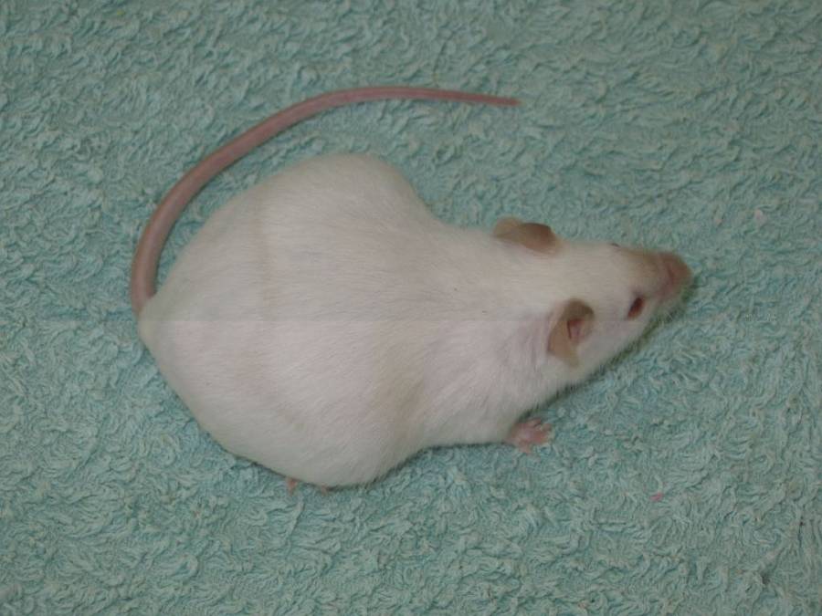 trächtige Maus trächtige Maus