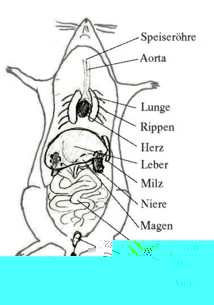 Anatomie der Farbmaus. Grafik von Inge Rogalla. Alle Rechte vorbehalten.