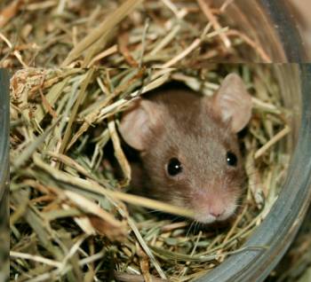 Maus im Heu