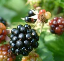 Reife Brombeere