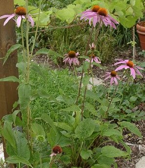 :farbmaus:echinacea_purpurea.jpg