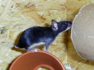 Farbmaus ohne Schwanz