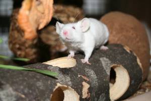 Farbmaus auf Holzröhre