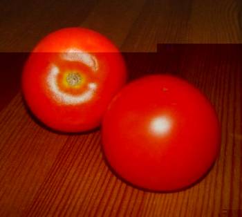 Tomaten