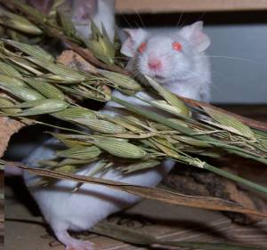 Maus mit Haferähre